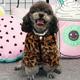 Clothes Autumn Winter Plush Coat Leopard Print Sweater Colorful Colors Small Dog Cat Jacket Fur Sweater Bulldog Pug Poodle