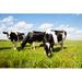 Gracie Oaks Dutch Cows - Wrapped Canvas Photograph Canvas in White | 24 H x 36 W x 1.25 D in | Wayfair D89D2369D891460D907C269AA571C27F