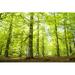 Millwood Pines Dancing Trees in the Green Forest - Wrapped Canvas Photograph Canvas | 8 H x 12 W x 1.25 D in | Wayfair