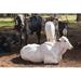Gracie Oaks Cattle - Nelore on Farm by Andree_Nery - Wrapped Canvas Photograph Metal | 32 H x 48 W x 1.25 D in | Wayfair