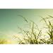 Ebern Designs Clump of Grass & Sky Vintage Filter Style by Ananaline - Wrapped Canvas Photograph Canvas | 12 H x 18 W x 1.25 D in | Wayfair