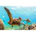 Bay Isle Home™ Hawaiian Green Sea Turtle by Shanemyers - Wrapped Canvas Photograph Canvas | 20 H x 30 W x 1.25 D in | Wayfair