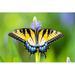 Gracie Oaks Butterfly - Wrapped Canvas Photograph Metal | 32 H x 48 W x 1.25 D in | Wayfair AD970E5F7E0F4E71990DE950942947FA