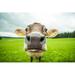 Gracie Oaks Cows - Wrapped Canvas Photograph Canvas | 20 H x 30 W x 1.25 D in | Wayfair 906B0E6CD07C4070B9470EA285D2CAF3