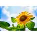 Gracie Oaks Sunflower in Full Bloom w/ Blue Sky - Wrapped Canvas Photograph Canvas | 8 H x 12 W x 1.25 D in | Wayfair