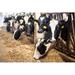 Gracie Oaks Cows on Farm. Black & White Cows Eating Hay in the Stable - Wrapped Canvas Photograph Canvas | 8 H x 12 W x 1.25 D in | Wayfair