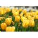 Ebern Designs Tulips Flower Bed - Wrapped Canvas Photograph Canvas | 8 H x 12 W x 1.25 D in | Wayfair 03DE407691FE479F83D08E1D28D6DEC6