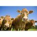 Gracie Oaks Herd of Cows - Wrapped Canvas Photograph Canvas in White | 24 H x 36 W x 1.25 D in | Wayfair 9B7AEF5CF7A348B5A0C6C6C8041972E9