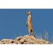 Ebern Designs An Alert Meerkat Standing on a Rock - Wrapped Canvas Photograph Canvas | 8 H x 12 W x 1.25 D in | Wayfair