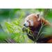 Millwood Pines Cute, Furry, Red Panda Eating Fresh Leafs Sitting in a Tree by Dropstock - Wrapped Canvas Photograph Canvas | Wayfair