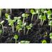 Ebern Designs Basil Sprouts Have Sprouted in the Ground - Wrapped Canvas Photograph Canvas | 12 H x 18 W x 1.25 D in | Wayfair