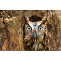 Millwood Pines Eastern Screech Owl Perched in a Hole in a Tree - Wrapped Canvas Photograph Metal | 32 H x 48 W x 1.25 D in | Wayfair