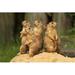 Ebern Designs Group of Prairie Dogs Standing upright by Henkbentlage - Wrapped Canvas Photograph Canvas | 8 H x 12 W x 1.25 D in | Wayfair