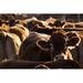 Gracie Oaks Herd of Cows on Farm Waiting for Feeding - Wrapped Canvas Photograph Canvas in White | 24 H x 36 W x 1.25 D in | Wayfair