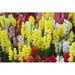 Ebern Designs A Field of Snap Dragon Flowers - Wrapped Canvas Photograph Canvas | 20 H x 30 W x 1.25 D in | Wayfair