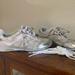 Coach Shoes | Coach Sport Shoes, Size 9 1/2 Med, Silver Beige White, Great Condition, Like New | Color: Gray/Silver | Size: 9.5