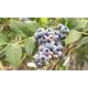 Blueberry (Vaccinium) Powder Blue 9cm Pot, Two Plants