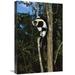 Global Gallery 16 x 24 in. Black & White Ruffed Lemur Climbing Tree - Madagascar Art Print - Konrad Wothe