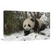 Global Gallery 16 x 24 in. Giant Panda Six Month Old Cub in Snow - Wolong Nature Reserve - China Art Print - Katherine Feng