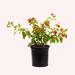 American Plant Exchange Lantana Dallas Red, 6-Inch Pot, Red & Orange Flowers, Attracts Butterflies in Black | 14 H x 4 D in | Wayfair LANTANARED