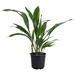 American Plant Exchange Cast Plant, Large Live Houseplant, 10-Inch Pot, Easy Care, Thrives on Neglect, Indoor & Outdoor Use in Black | Wayfair