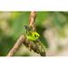 Latitude Run® Costa Rica La Paz River Valley Captive Emerald Tanager In La Paz Waterfall Garden Credit As: Cathy | 18 H x 24 W in | Wayfair