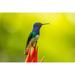 Latitude Run® Costa Rica Sarapiqui River Valley Male White-Necked Jacobin On Heliconia Credit As: Cathy | 24 H x 36 W in | Wayfair