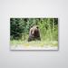 Loon Peak® Roadside Bear - Photograph Plastic/Acrylic in Brown/Green/Yellow | 16 H x 12 W x 0.12 D in | Wayfair F8ED48B9FC624778A8D000976138A08B