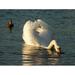 Canvas Print Elegance White Swan Cygnus Mute Swimming Bird Stretched Canvas 10 x 14