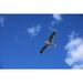 Canvas Print Bird Water Bird Sky Water Baltic Sea Seagull Sea Stretched Canvas 10 x 14