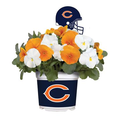 Chicago Bears Cool Weather Flower Mix