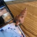 Paint Brush Rest Sausage Dog Gift For Artist, Pen Calligraphy Holder