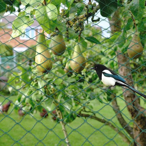 Vogelschutznetz Gartennetz 4x10 Meter Laubnetz Schutznetz Vogelnetz Laubschutznetz Teichnetz