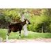 Ebern Designs Okapi Standing - Wrapped Canvas Photograph Canvas in White | 24 H x 36 W x 1.25 D in | Wayfair D9B5656FABC948A4A7885CCCE4C21A1C
