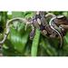 Ebern Designs Royal Python Snake - Wrapped Canvas Photograph Canvas in White | 24 H x 36 W x 1.25 D in | Wayfair 4248A83E6378440EBE6CE7CE26F83CA3