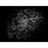 Ebern Designs Black & White Mum Bouquet - Wrapped Canvas Print Canvas in Black/White | 12 H x 16 W x 1.25 D in | Wayfair