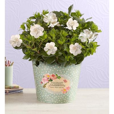 1-800-Flowers Plant Delivery Fragrant Gardenia Large Plant