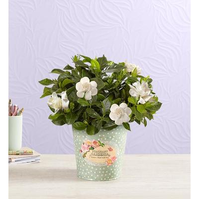 1-800-Flowers Plant Delivery Fragrant Gardenia Small Plant