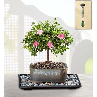 1-800-Flowers Plant Delivery Azalea Bonsai Small Plant W/ Windchime