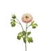 Primrue Ranunculus Sprays Silk | 24 H x 3 W x 3 D in | Wayfair F22B66B5A4994F9C9BF6655CE0496908