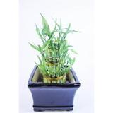 Athenas Garden BA-BT468-FTQ02-PRSM Classic Lucky Bamboo Tower in Elegant Ceramic Container