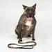 Black Off the Chain Deluxe Pet Lead, Large, 5 ft.