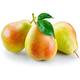Fruit Trees - Pear - Tall Plant in 10 Litre Pot - 1.5-1.8 Metre Height - Large Premium Quality Plant (1 Tree)
