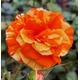 1 x Oranges and Lemons Floribunda Rose Bush 3ltr Pot