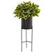 Primrue 55” Rubber Leaf Artificial Plant In Black Planter w/ Stand (Real Touch) | 55 H x 32 W x 32 D in | Wayfair D996CB95B51D41749650F159C8F7B315