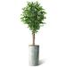 SIGNLEADER Artificial Tree In Modern Planter, Fake Ficus Tree Home Decoration (Plant Pot Plus Tree) Silk/Polyester/Plastic in Blue | 75 H in | Wayfair