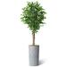 SIGNLEADER Artificial Tree In Modern Planter, Fake Ficus Tree Home Decoration (Plant Pot Plus Tree) Silk/Polyester/Plastic in Black | Wayfair