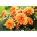 Ebern Designs Orange Dahlia Flowers - Wrapped Canvas Photograph Canvas in Green/Red/Yellow | 12 H x 18 W x 1.25 D in | Wayfair