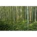 Loon Peak® Bamboo Forest - Wrapped Canvas Photograph Canvas | 8 H x 12 W x 1.25 D in | Wayfair ABFCFE7BD0C2406FAE03A3FB32246BA9