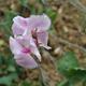 Sweet Pea Alan Roberts 15 Seeds, Pink Flake On White Fragrant Sweet Pea